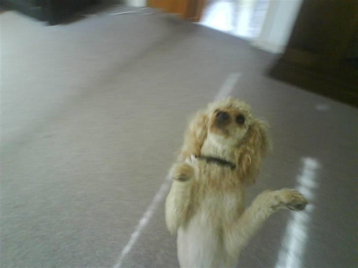 Mellempuddel Pluto billede 13