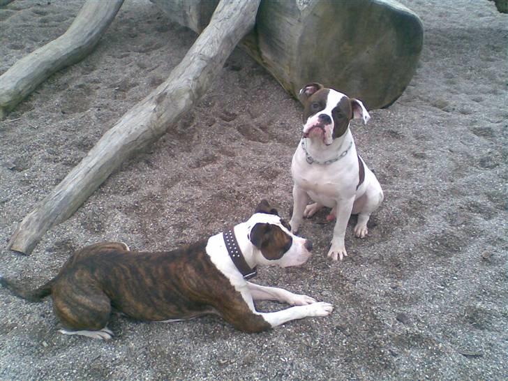 Amerikansk bulldog Bullforce Kaizer billede 12