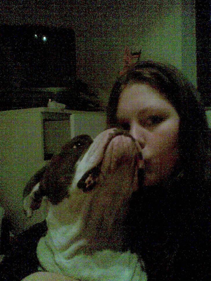 Amerikansk bulldog Bullforce Kaizer billede 13