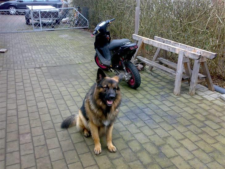 Schæferhund Hubert - taget her for nyelig :D han passer på min ged ;) billede 11