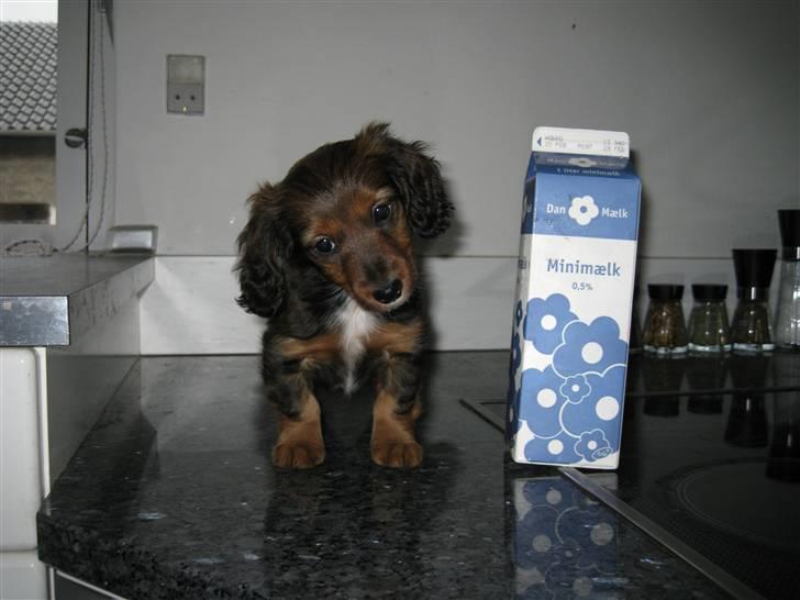 Dværggravhund Fie - Se hvor sød jeg er:) 8 uger gammel. billede 1