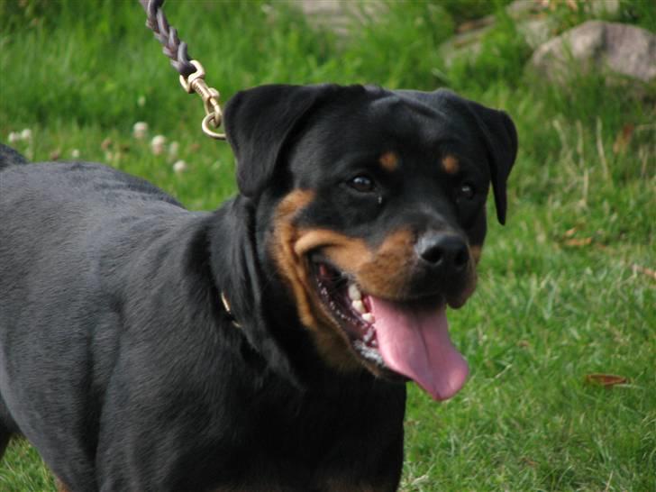 Rottweiler Cue Fiona billede 18