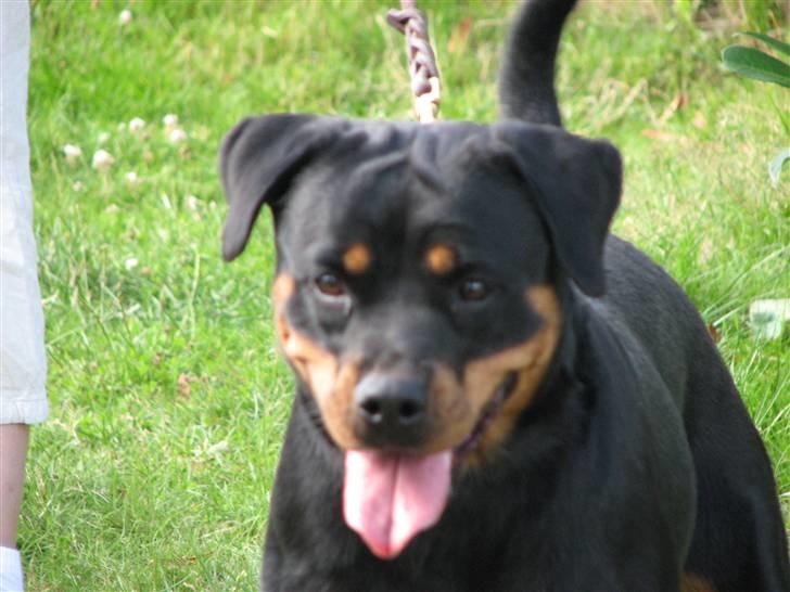 Rottweiler Cue Fiona billede 19