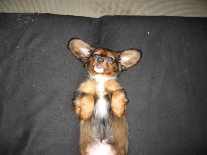 Dværggravhund Fie - Ynglings soveposition. og ynglingssofa iøvrigt:) billede 2