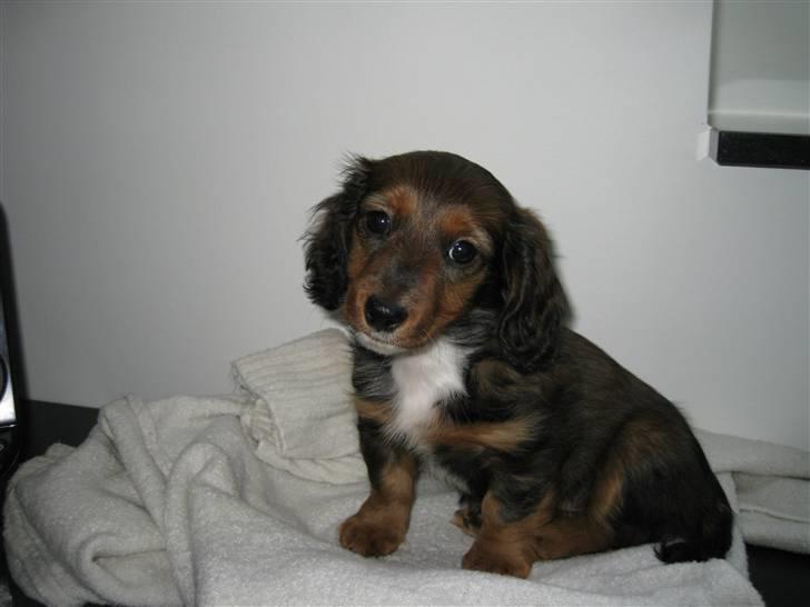 Dværggravhund Fie - Jeg holder lige øje med at Mor gør hendes kontorarbejde ordentligt, ellers vanker der:) billede 3