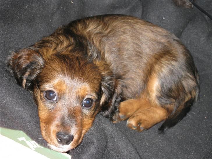 Dværggravhund Fie - Man bliver træt når man har tumlet i haven. billede 4