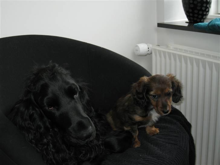 Dværggravhund Fie - Mig og min "storesøster" Frida. Hun passer godt på mig! billede 5