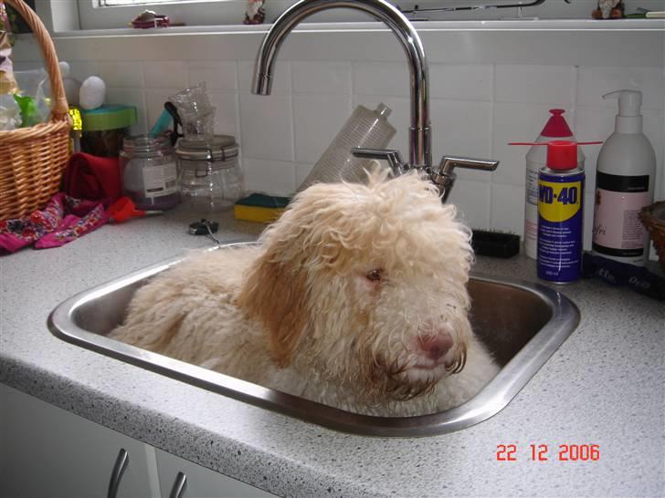 Lagotto romagnolo Luna - Luna i vasken :] billede 1