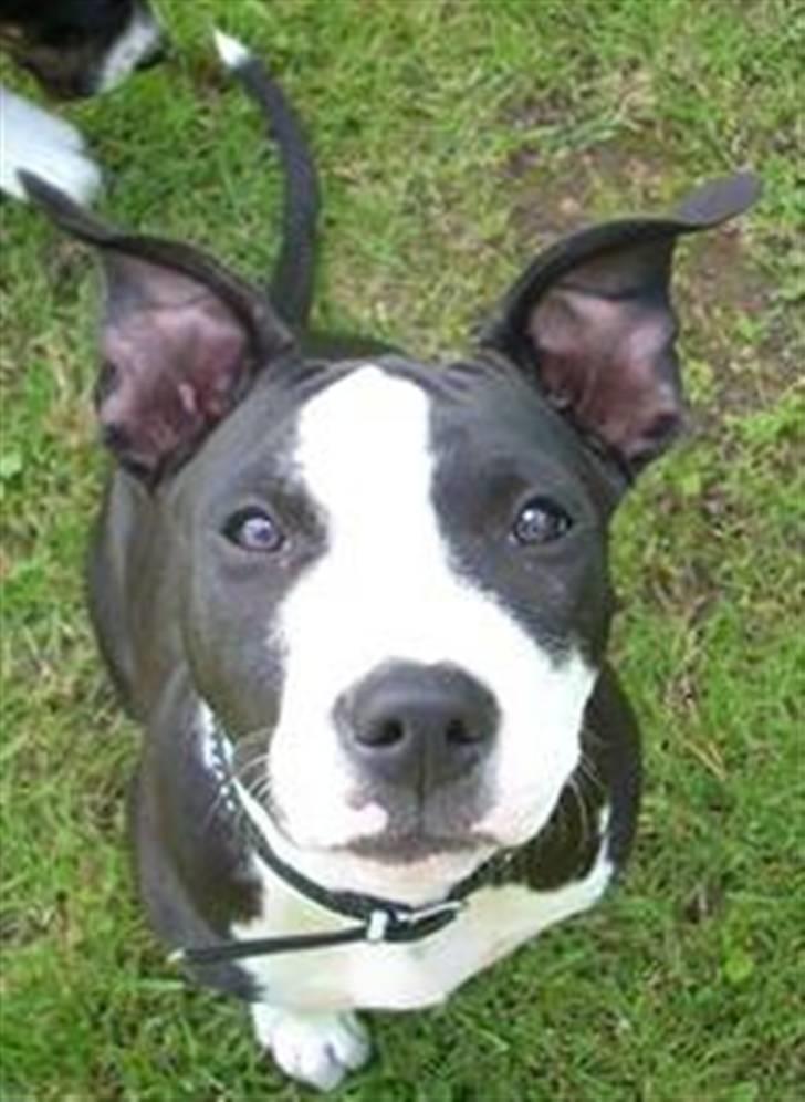 Amerikansk staffordshire terrier Teaka ** R I P ** - Min far siger jeg har griseøre .. Hvilke jeg slet ikke kan forstå .. *gg* billede 13