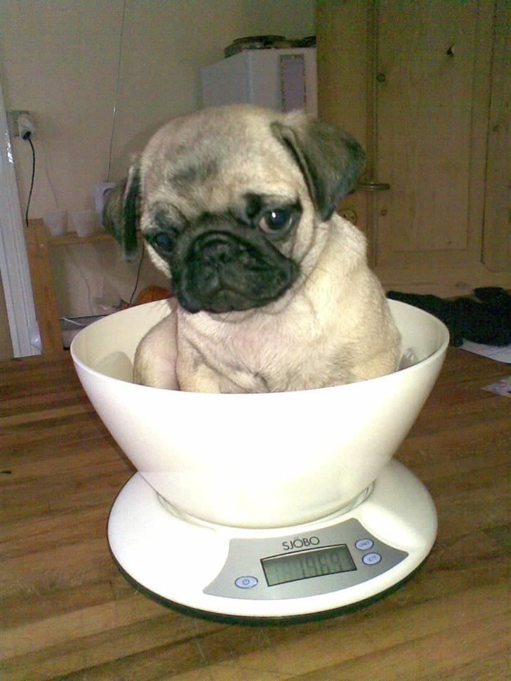 Mops Berta - Jeg skal lige vejes - små 2 kg blev det til :) billede 9