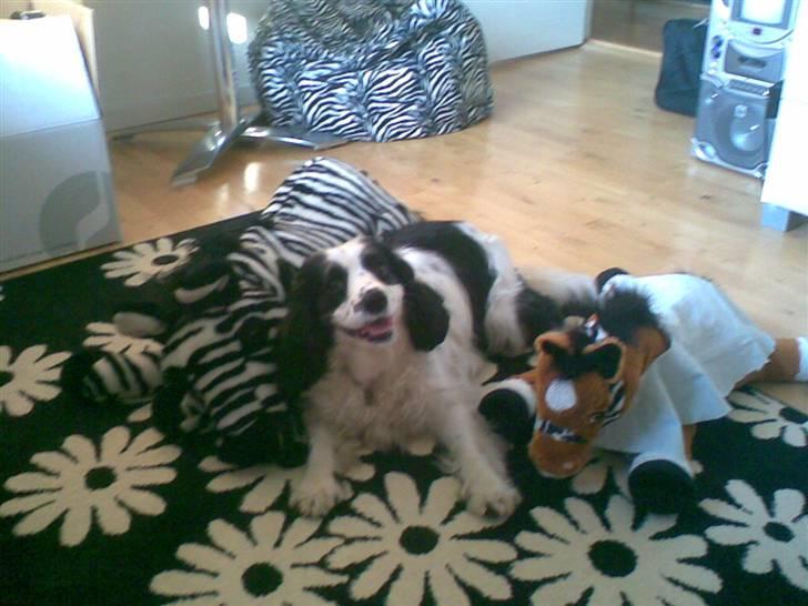 Blanding af racer Panda <'33 billede 1