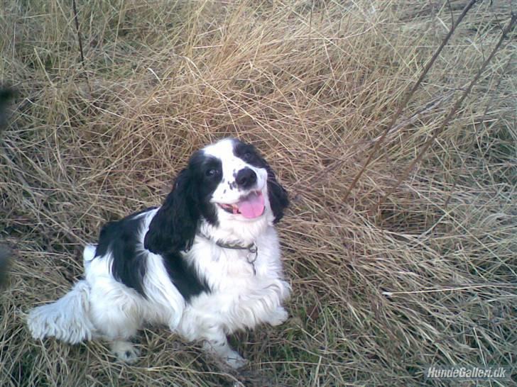 Blanding af racer Panda <'33 billede 2