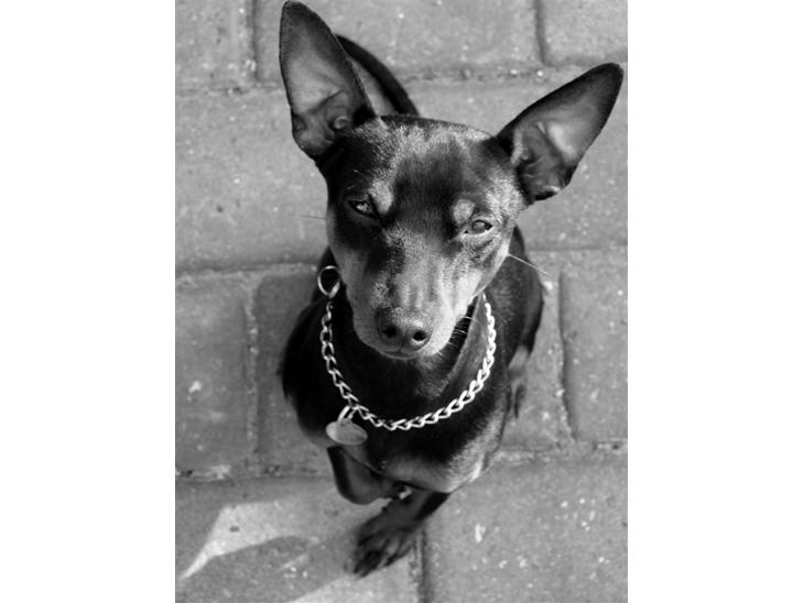 Dvaergpinscher Vedhauges Zhiro - Velkommen. Det er mig der er Zhiro. billede 1
