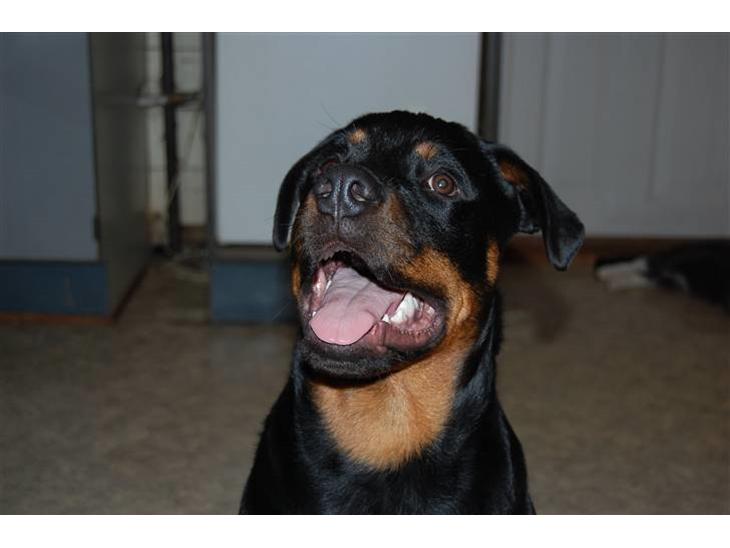 Rottweiler Qato         R.I.P - Pleease mor !!!! Qato er pt en rigtig "pubertets rocker" ( ca ½ år) billede 1