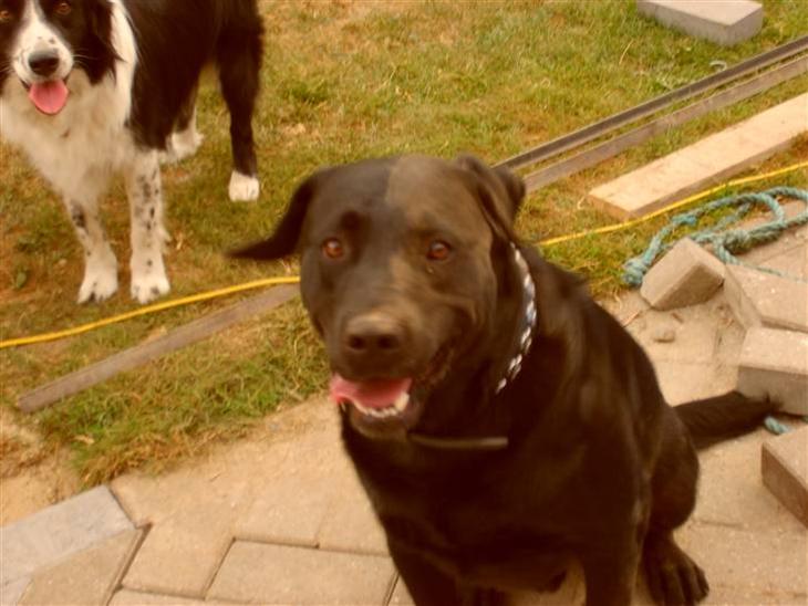 Blanding af racer Ozzy R.I.P 26-4-12 - Ozzy elsker at rulle sig i tørt jord billede 1