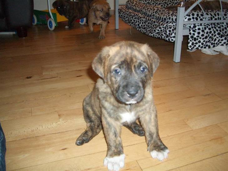 Blanding af racer Tino billede 1