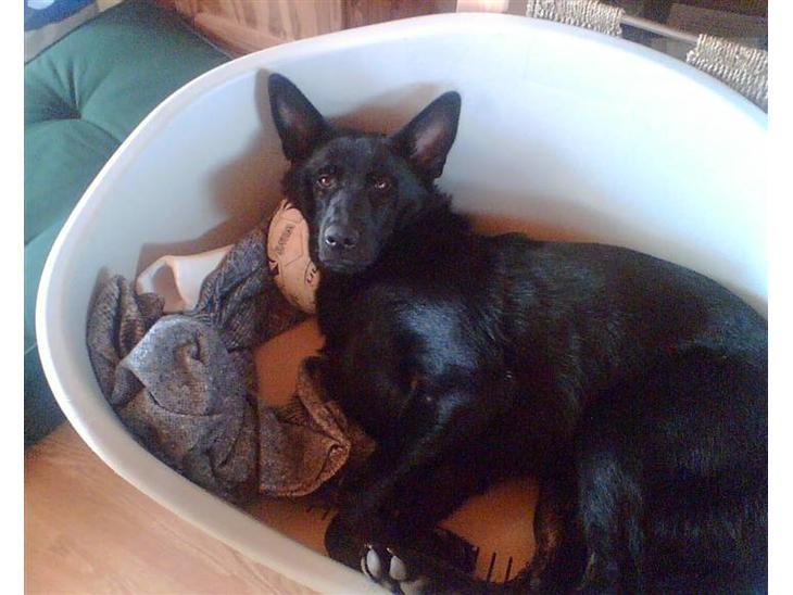 Schæferhund Balto - (R.I.P 23.06.09) - Her er han en dejlig hvalp billede 1