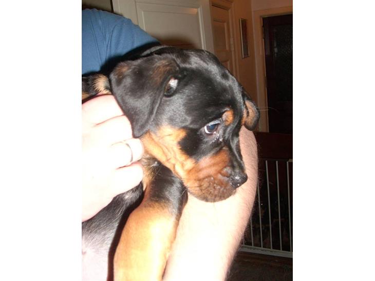 Blanding af racer Fraya R.I.P 26/4-2011 - Fraya da hun var 3 måneder gamel billede 1
