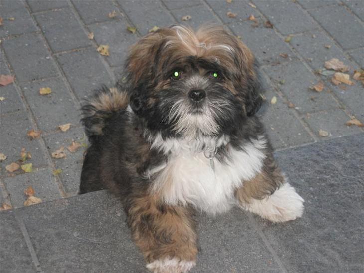 Lhasa apso gizmo - hej her kommer jeg ;O) billede 1