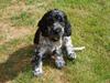 Cocker spaniel Molly