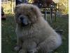 Chow chow Kody