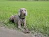 Weimaraner Freja (Bellona)
