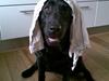 Labrador retriever Anky