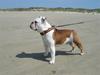 Engelsk bulldog Brisse