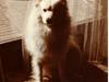 Samojedhund Chang *DØD* [ Himmelhund]