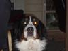 Berner sennenhund Aisa [ Himmelhund]