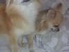 Chihuahua Guffi 