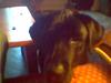 Labrador retriever skipper