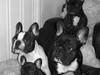 Fransk bulldog  Alle 5. W+W+L+L+T  :-) 