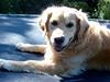 Golden retriever Janus