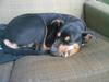 Rottweiler molly