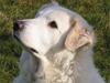 Maremma Chica (død 12/10-2009) [ Himmelhund]