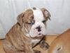 Engelsk bulldog Carla