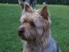 Australsk terrier Eddie