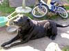 Labrador retriever Dina