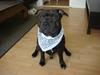 Staffordshire bull terrier Staff Royal Kejser R.I.P