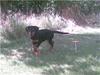Dobermann Bonnie