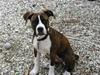 Amerikansk staffordshire terrier Hope