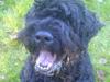 Sort russisk terrier Trishja - Død