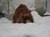 Cavalier king charles spaniel ''Dutte''