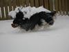Cavalier king charles spaniel Cavaqueens Amazing Amy