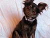 Chihuahua Diva