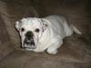 Engelsk bulldog Frank *R.i.p*