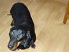 Gravhund Vappe
