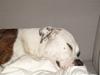 Amerikansk bulldog Nala