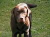Labrador retriever Tjeko